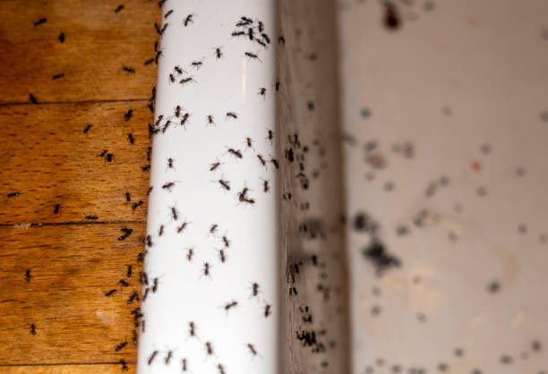 Best Exterminator Services  in Henryetta, OK