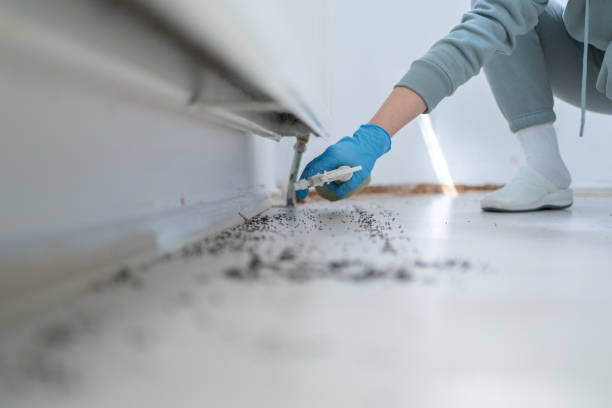 Best Ant Control Services  in Henryetta, OK